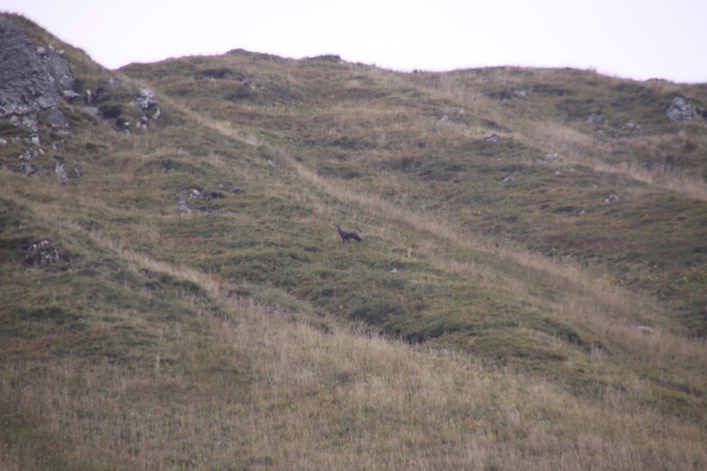 Mouflon on the Mountain, Puy de Sancy, France