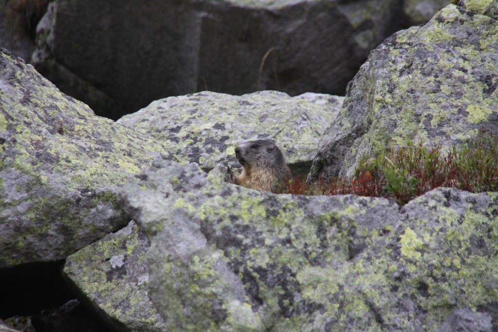 Marmot in Puy de Sancy, France