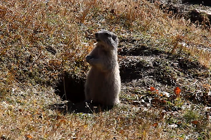 Alpine Marmot in Saint Veran (2015-09-21)