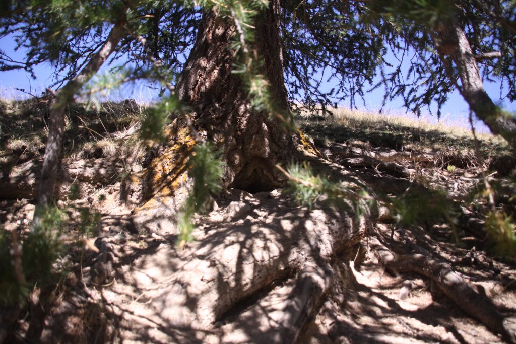 Burrow hole in tree roots: ZeMarmot reference